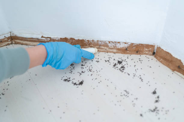 Best Pest Removal Services  in Louisvle, IL