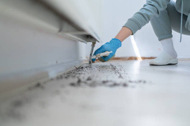 Best Insect Control  in Louisvle, IL